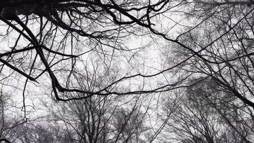 Bare trees as seen from below on a cold winter day, wide shot moving forward