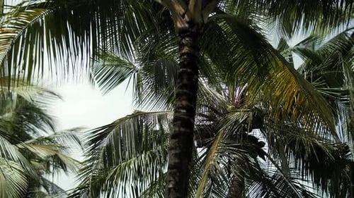 Palm Tree Canopy in Tropical Breeze