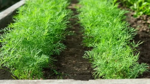 Parsley and Dill Growing in a Garden Area Top View in Sundown Lighting Petroselinum Crispum is Grown