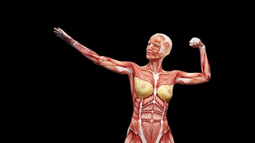 3D Female Muscular System Anatomy Rotating Animation