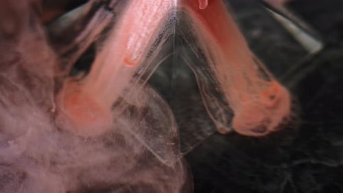 Mesmerizing Red and White Colors Swirling in Liquid