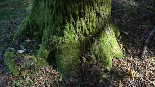 Moos wächst auf Baumstämmen, Bodenwurzeln in Bodennähe, Vegetation aus nächster Nähe