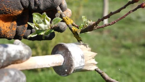 P403. Lime treatment of the bark of a fruit tree branch affected by a fungal disease.