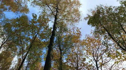 Looking up Through Autumnal Trees in Forest