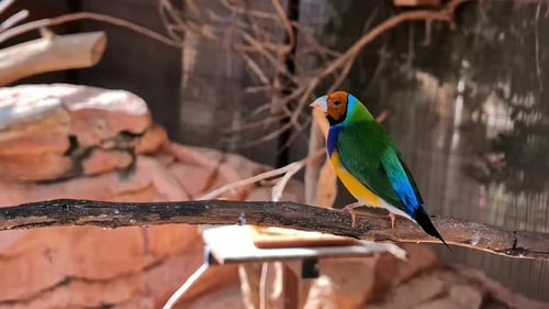 Atemberaubender Gouldianfink saß auf einem Ast, Handaufnahme im Zoo, sonniger Tag in Athen, Griechenland