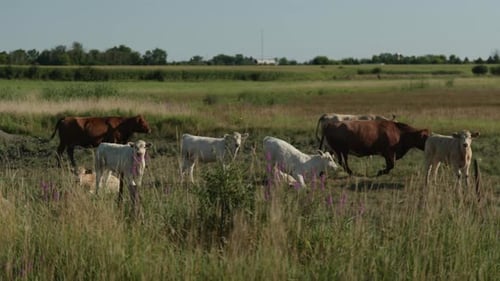 Herd of cattle grazes peacefully in a vast green field.