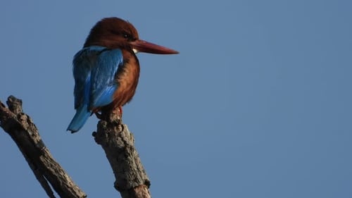 Kingfisher Bird Perched on a Branch Close Up