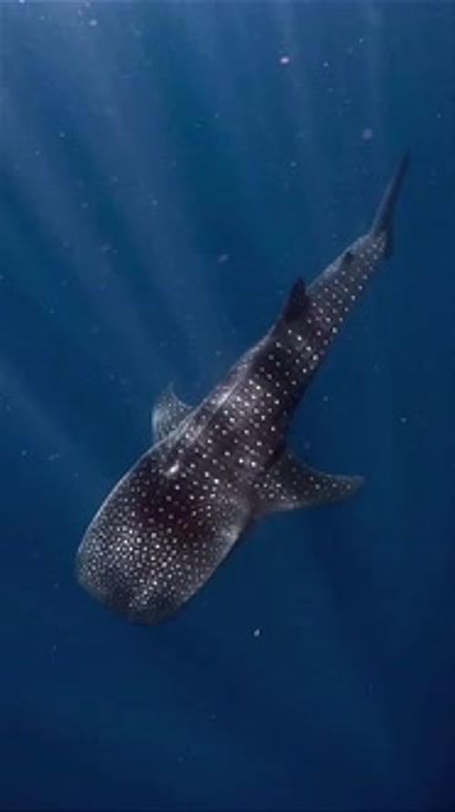 Whale Shark Swimming Gracefully in Deep Blue Ocean