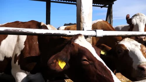 Curious Cows Looking Into Camera on Dairy Farm Wellgroomed Kines Eating Hay at Milk Factory Cattle