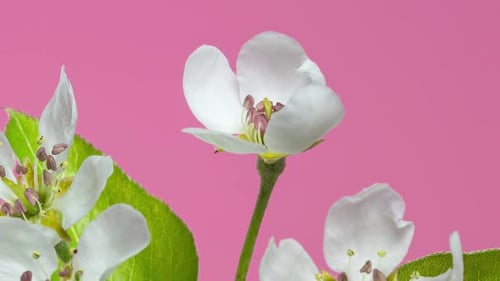 Elegantes flores blancas que florecen sobre fondo rosa en Spring Time Lapse