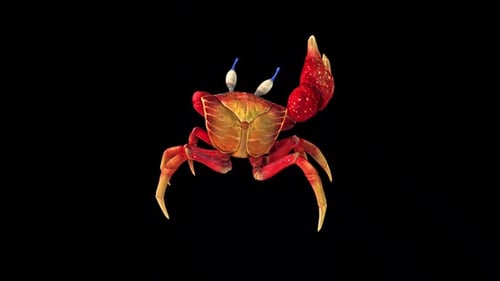 3D Animated Red Crab Walking with Alpha Channel