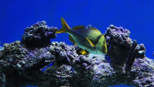Fish Swimming Near Coral Reef in Blue Water Aquarium