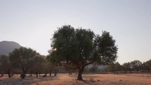 Olive Tree 31