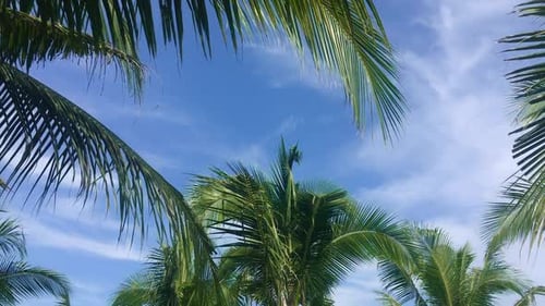 Skyline with Clouds and Palm Tree Branches From the Moving Bike On