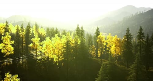 Majestic Forest Landscape with Vibrant Autumn Colors and Gentle Sunlight