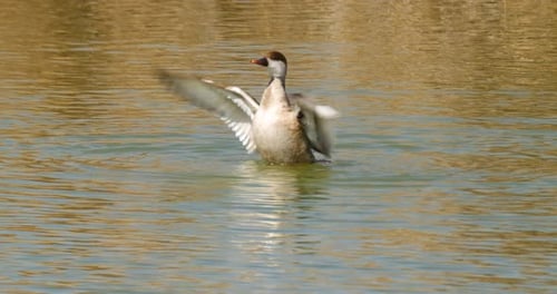 Red Crested Pochard