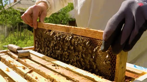 Imker in Schutzanzug und Handschuhen zieht Bienen aus einem Honigrahmen