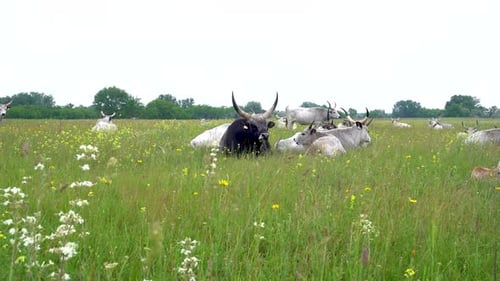 Herd of Hungarian Grey Cows, Black Bull in Pasture