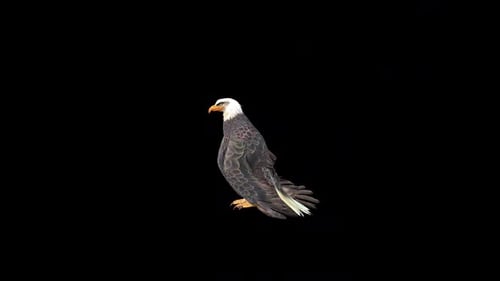 Black Eagle Idle 3