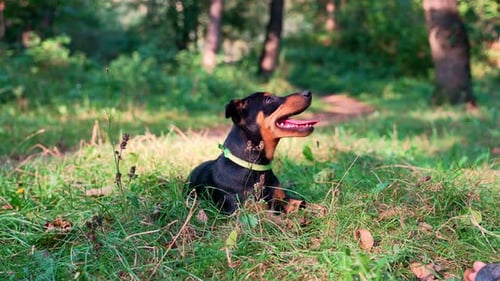 Dog Resting in the Forest on Green Grass