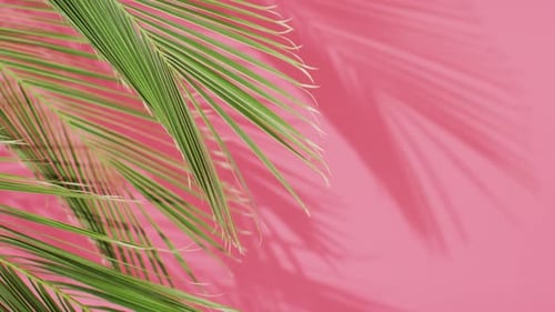 Green palm leaves and shadow on pink background with copy space