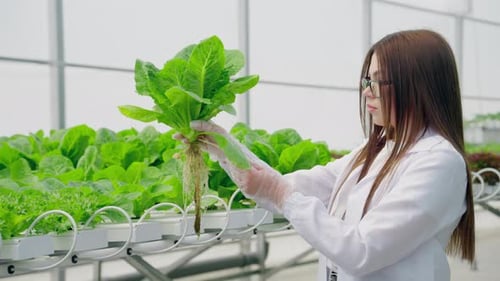 Scientist Inspecting Lettuce Hydroponically Grown in Greenhouse
