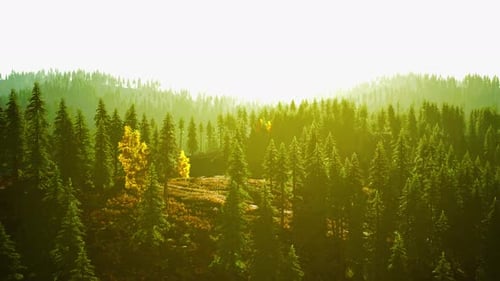 A Dense Forest with Towering Green Trees