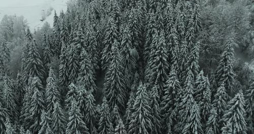 Winter Forest Amidst Snowfall