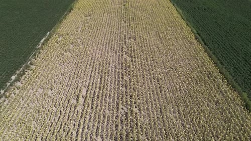 Campos de algodão e girassol