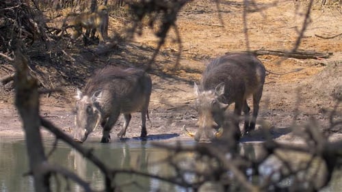 Warthog drinking in waterhole With Baboon in the background