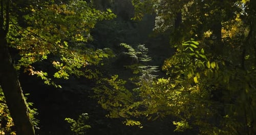 Closeup View On Foliar Forest Summer Sunny Day