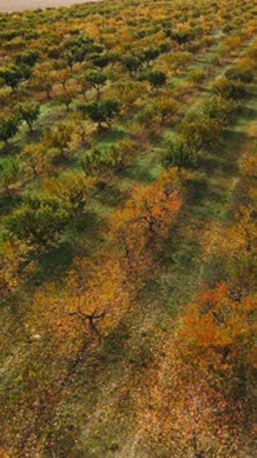 Stunning Aerial View of a Colorful Autumn Orchard Landscape with Vibrant Trees and Fields