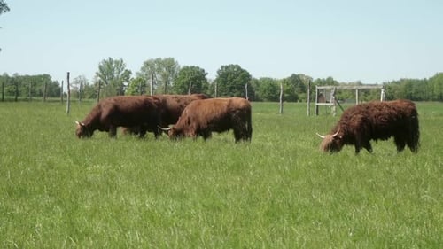 Highland cows with long hair and big horns cows and a bull graze in a meadow.