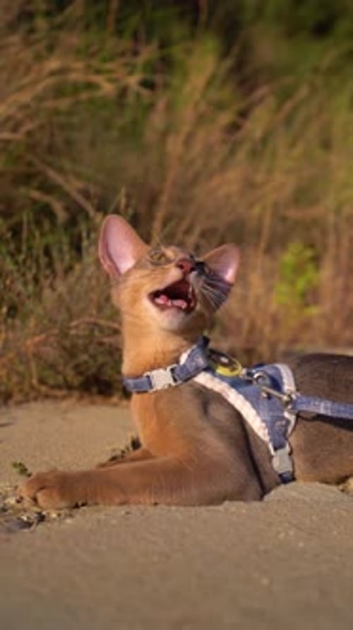 Closeup Portrait of Brown Cute Domestic Abyssinian Cat on Green Grass in a Park