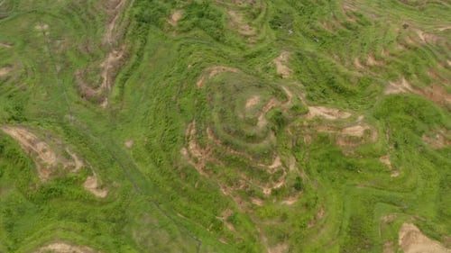 Young palm trees in oil plantation in Malaysian