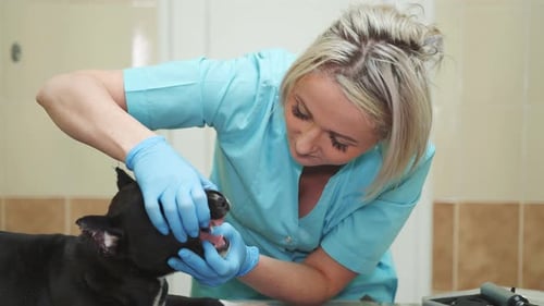 Doctor Veterinarian Examines the Jaws of a Dog in a Clinic