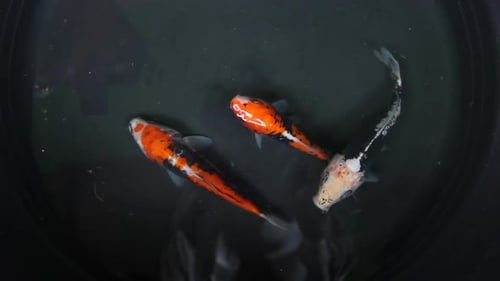 Top view of koi fish with isolated black background. beautiful koi fish with black and white, red an