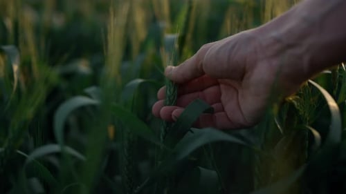 Unknown Man Hand Touching Careful Unripe Spikelet Wheat Field Close Up. Farmer