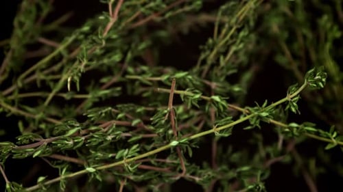 Ralentissement des branches de thym filmées par une caméra à haute vitesse à 1000 images par seconde