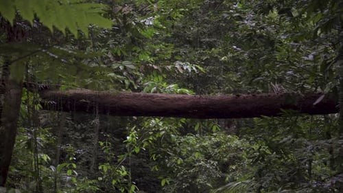 Fallen trunk become a log bridge over dense foliage tree in tropical rainforest. Scenery landscape v