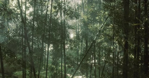 Sunlight Filtering Through Dense Bamboo Forest Creates a Serene Atmosphere