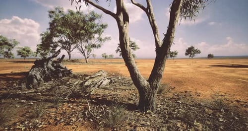 Arid Australian Outback Landscape with Eucalyptus Trees