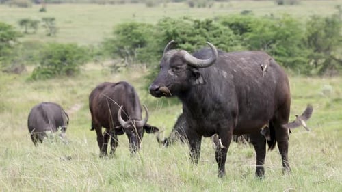 Búfalo africano en cámara lenta con pájaros bueyes en los pastizales de Masai Mara