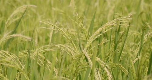 Nahaufnahme einer Hand, die die Reispflanze auf einer Plantage inmitten der Reisfelder berührt.