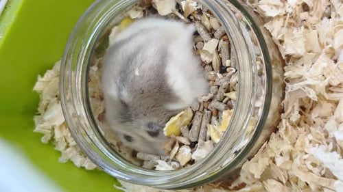 Sleeping Hamster in a Jar with Food