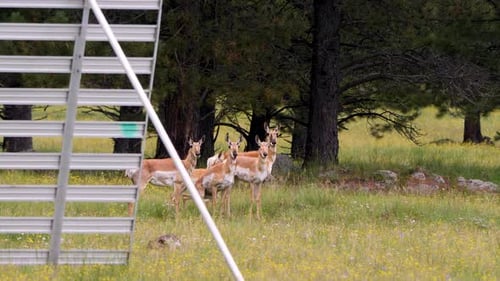 Herd of pronghorn hiding behind a snow block in the Arizona mountains.
