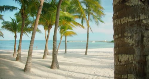 Palm Trees Cast Long Shadows on White Sand Beach By Turquoise Sea Water