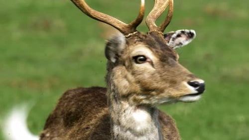 Fallow deer (Dama dama) buck with big horns eating, sunny spring day, wildlife concept, handheld slo