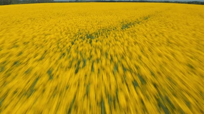 Rapeseed fields filmed from fast forwards flying drone. Yellow field ...
