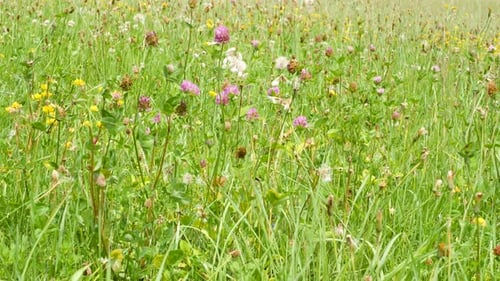 An alpine meadow with many plants and herbs is lit by the sun.
